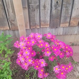 Meet your Posher, Roberta